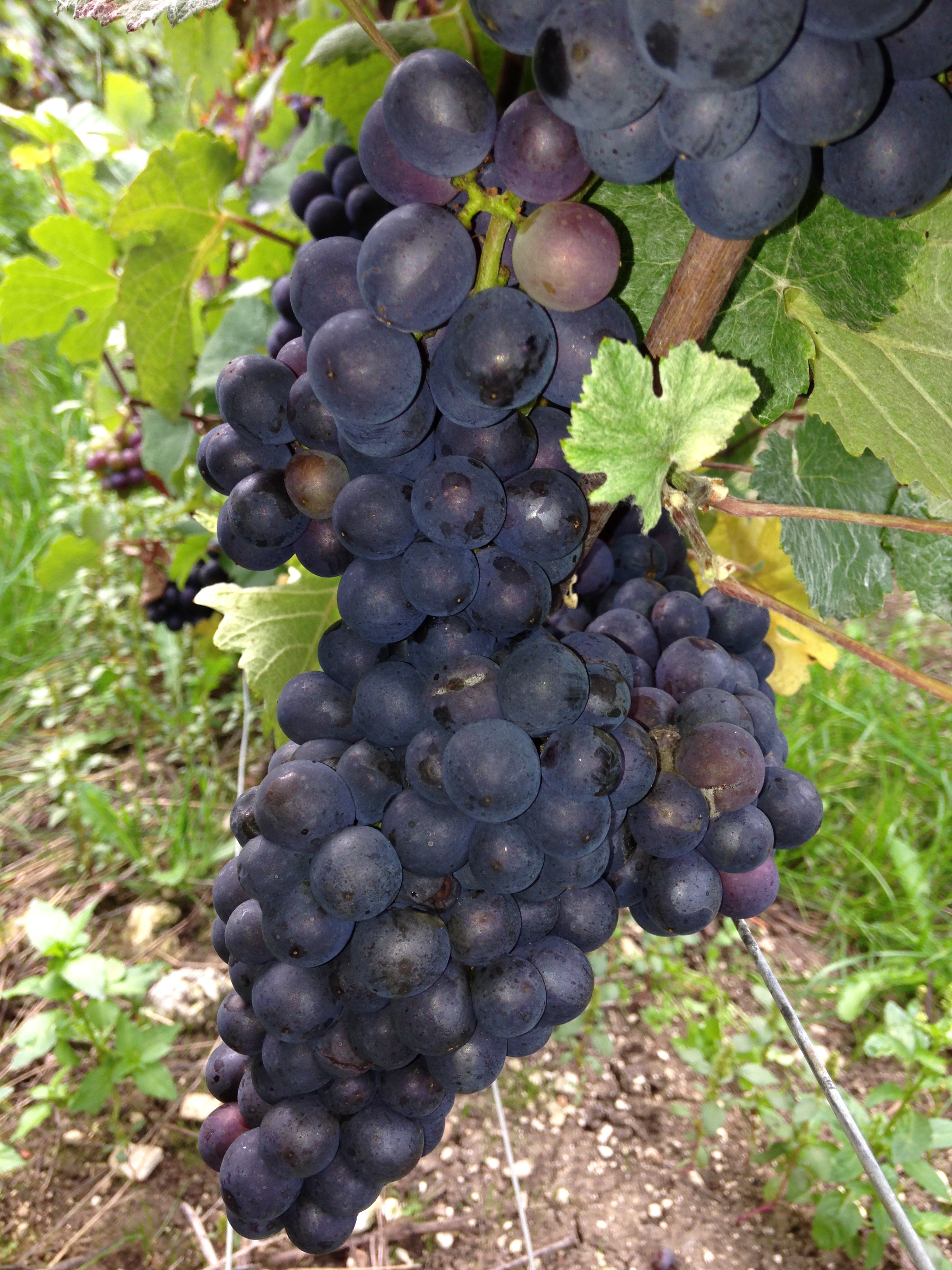 Visuel des grappes avant les vendanges 2013 en champagne 